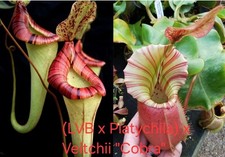 Nepenthes (LVB x platy) x