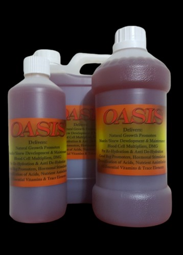 Oasis all one racing pigeon - all,