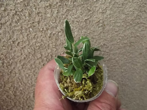 Rare dendrobium moniliforme - rare,