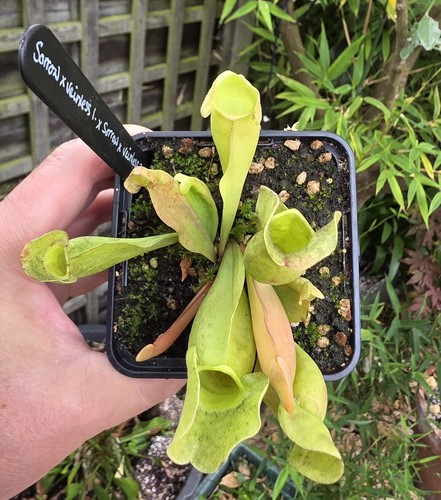 Sarracenia sorrow x - sarracenia,
