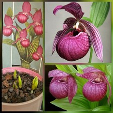 Cypripedium Pink, Hardy Garden
