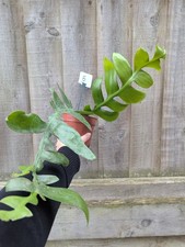 Fern Leaf Epiphyllum-Epiphyllum chrysocardium-epiphytic cactus-B