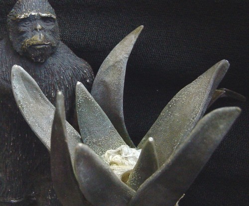 Ariocarpus retusus retusus