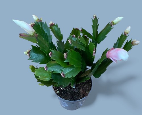 Christmas cactus - cactus,
