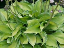 Hosta Tick Tock (Pot Grow