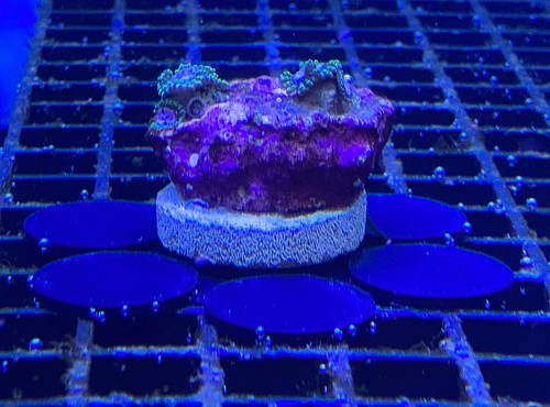 Marine coral frag discs - marine,