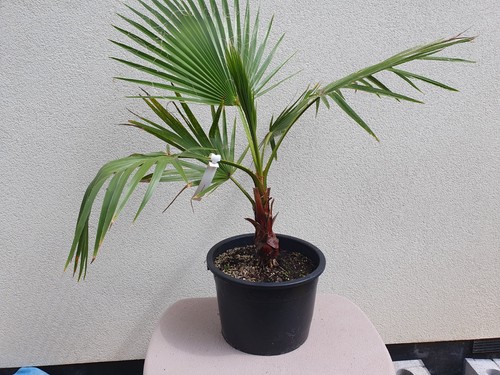 Washingtonia robusta mexican - washingtonia,