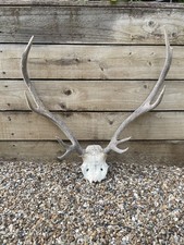 Large Red Deer Antlers
