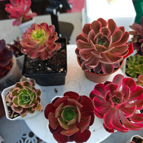 Plants variegated aeonium - plants,