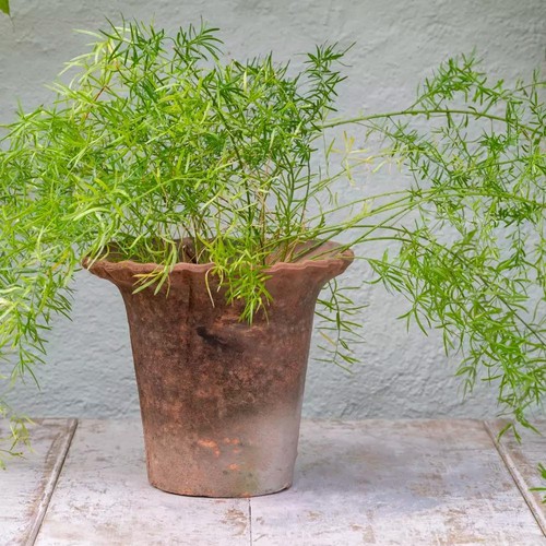 Rustic terracotta plant pot - rustic,