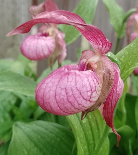 Slipper orchid cypripedium - orchid,