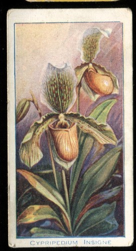 Tobacco card carreras - tobacco, card,