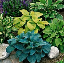 Hosta (gibōshi) Mix Large XXXL 3L Pot Japanese Tropical Delivered to your door