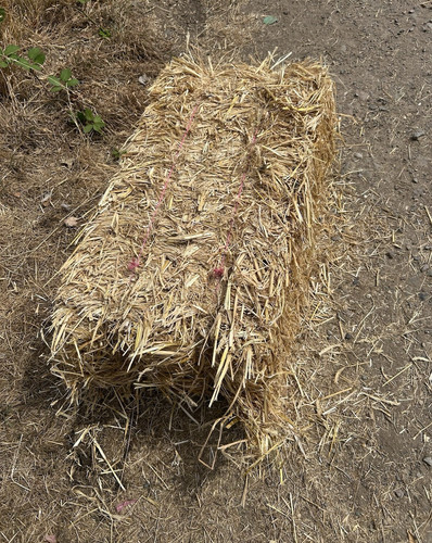 Conventional rye straw soft - conventional, straw,