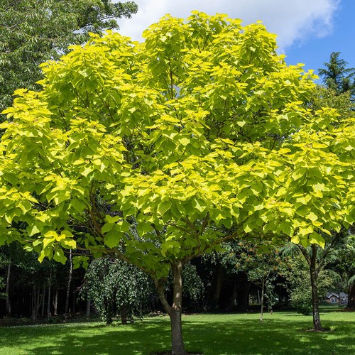 Ornamental tree golden indian - tree,,