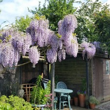 Wisteria Plant Hardy Climbing