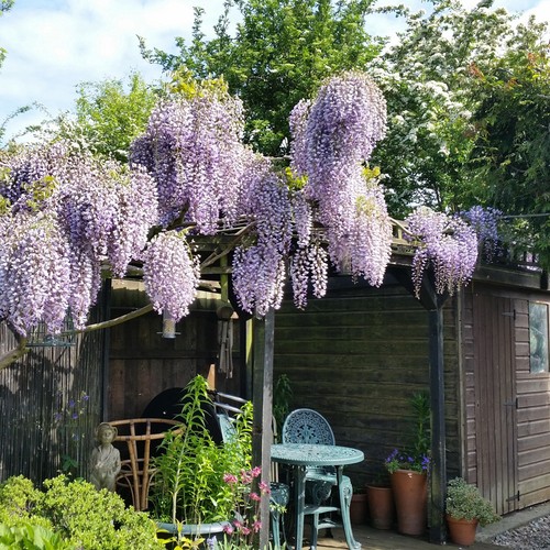 Wisteria plant hardy climbing - plant,