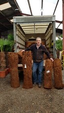 2ft Trunk Dicksonia Antarctica  Premium Quality Tree Fern hardy 
