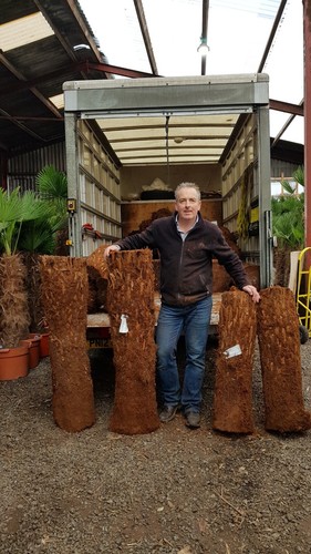 2ft trunk dicksonia antarctica - dicksonia,