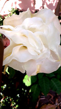 BRUGMANSIA, ANGEL TRUMPETS, "
