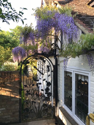 Wisteria seeds from - seeds,, one