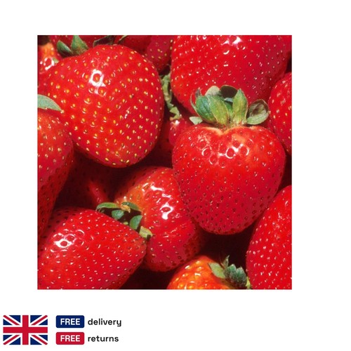 Marshmello strawberry bare - marshmello,