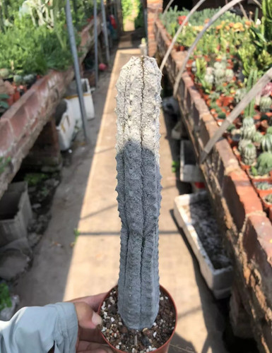 Euphorbia abdelkuri cactus - euphorbia,