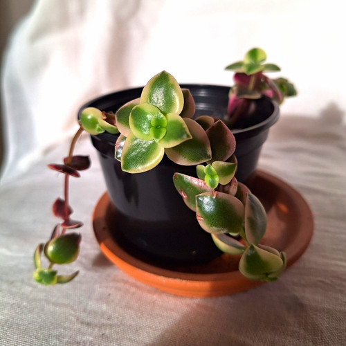 Crassula calico kitten - 'calico, kitten'