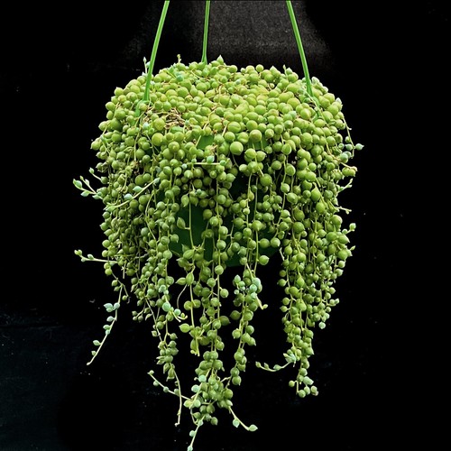 Senecio rowleyanus string - senecio, of