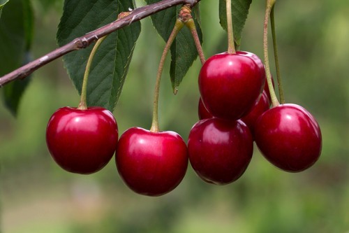 Dwarf van cherry tree - cherry,