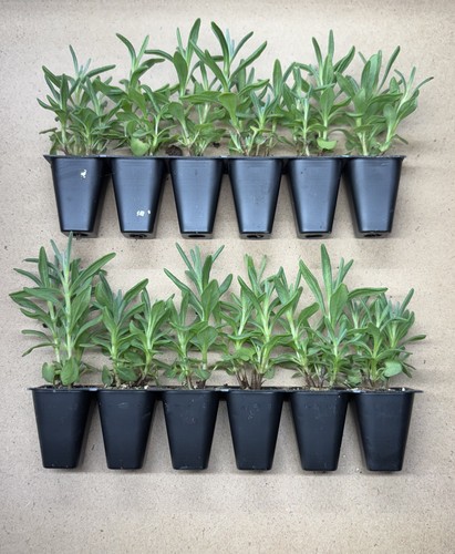 12x hidcote english - 12x,