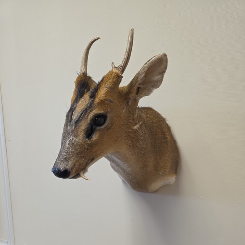 Muntjac deer shoulder mount - deer,