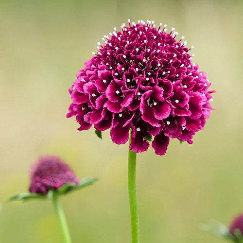 Scabiosa raspberry swirl - 'raspberry, swirl'