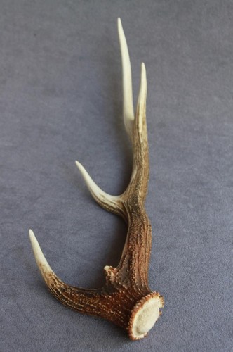 Sika deer antler naturally - deer,