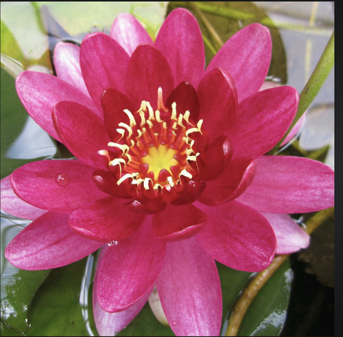 Nymphaea perry baby - nymphaea,