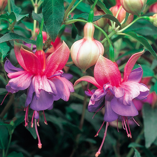 Large plant fuchsia bush - plant,