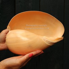 Large Melon Shell Large