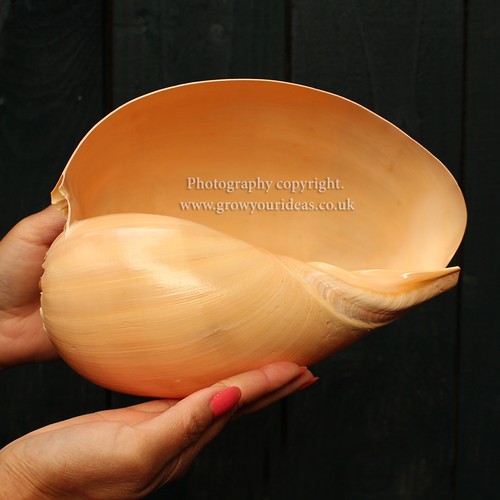 Large melon shell - large,