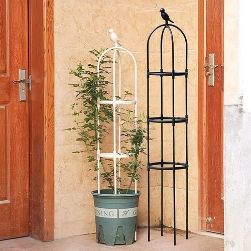 Garden obelisk climbing - climbing, plant