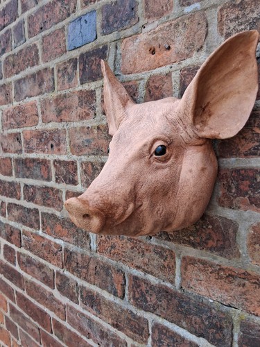 Taxidermy pigs head - pigs, cave