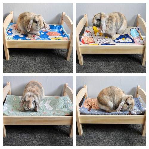 Small pet rabbit guinea pig - small,