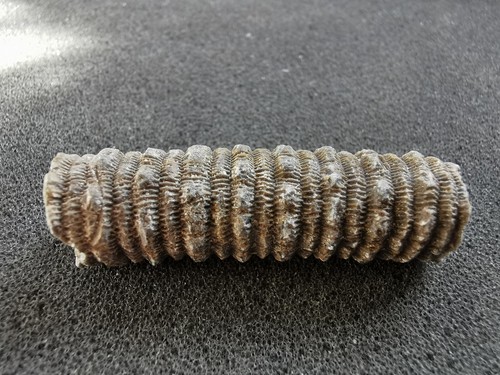 Carboniferous crinoid stem