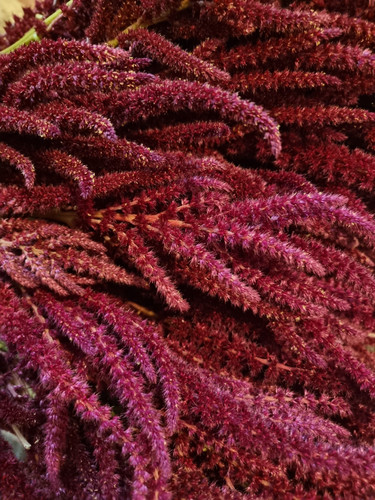 Dried flowers red amaranth - red,