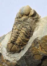Rare British Silurian