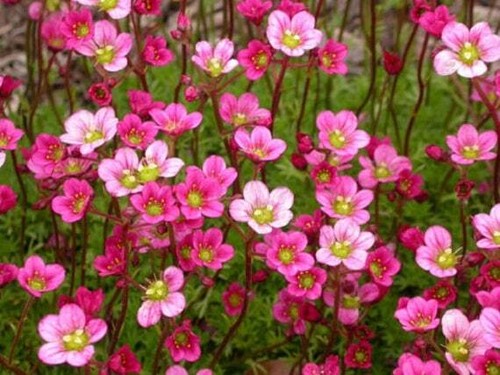 Saxifraga arendsii floral - saxifraga,