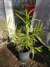 Willow podocarp podocarpus - willow, podocarp/podocarpus