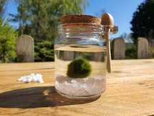 Marimo Moss Ball Pet & ROSE