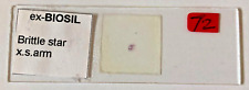 Ex-Biosil Microscope Specimen Slide #25 - "Brittle Star XS am"