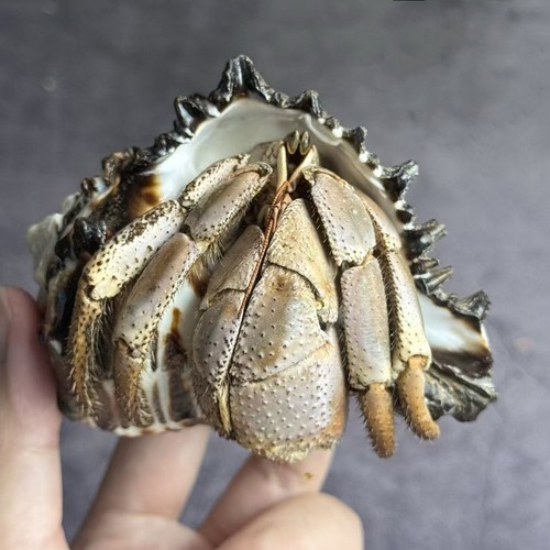 Taxidermy land hermit - taxidermy,