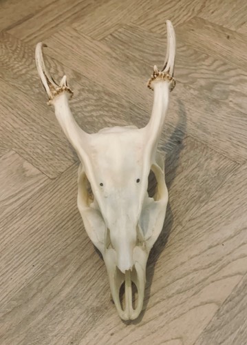Muntjac deer skull - deer,